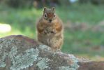 PICTURES/Woods Canyon Lake/t_Squirrel2.JPG
